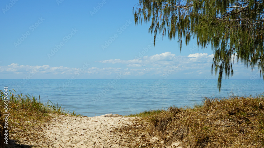  Branch of casuarina tree overhangs a pathway leading over a grassy sand dune to the beautiful calm blue sea with clouds on the horizon. Burrum Heads, Queensland, Australia.
