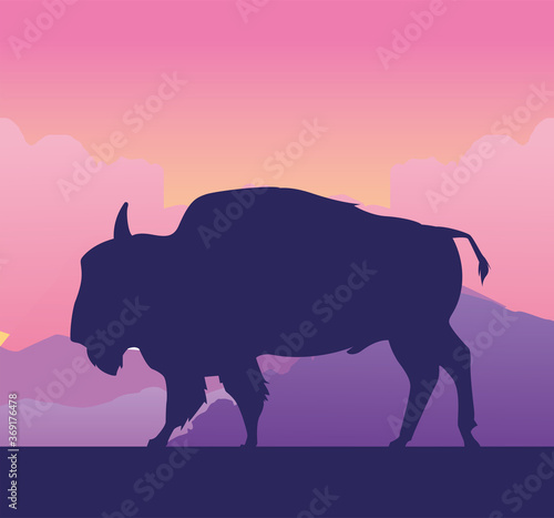 wild buffalo animal in the field landscape