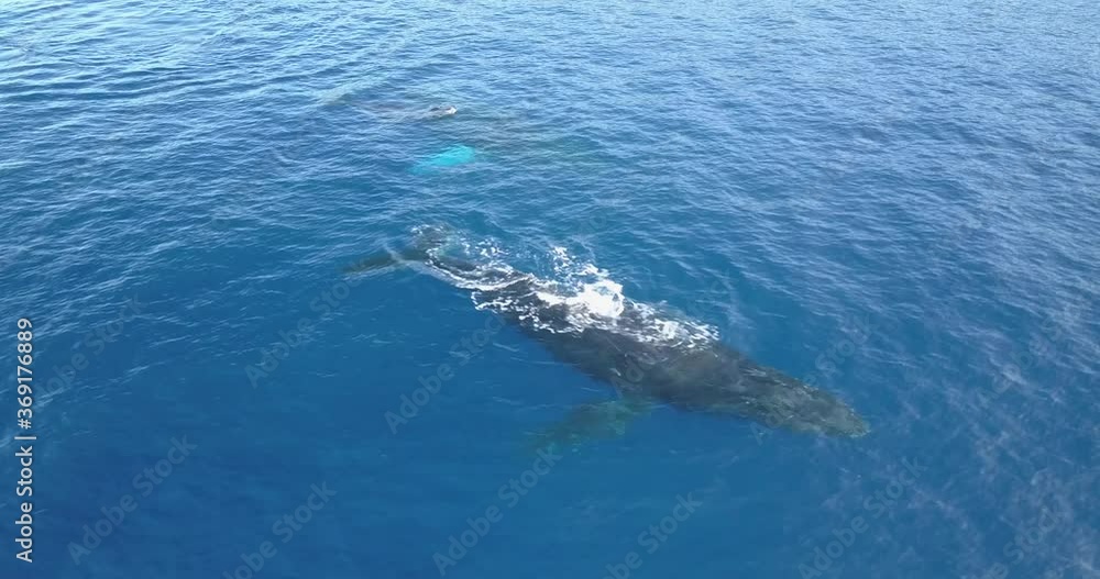 Humpback Whales a family cruising near water surface in clear water in Pacific ocean, aerial shot Humpback Whales a family cruising near water surface in clear water in Pacific ocean, aerial shot