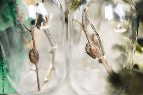 a praying mantis ootheca on a stick are in jar. the ootheca is that of a chinese mantis. praying mantis nymphs are very cute and small. they are a predator that eat other insects.mantid is bautiful