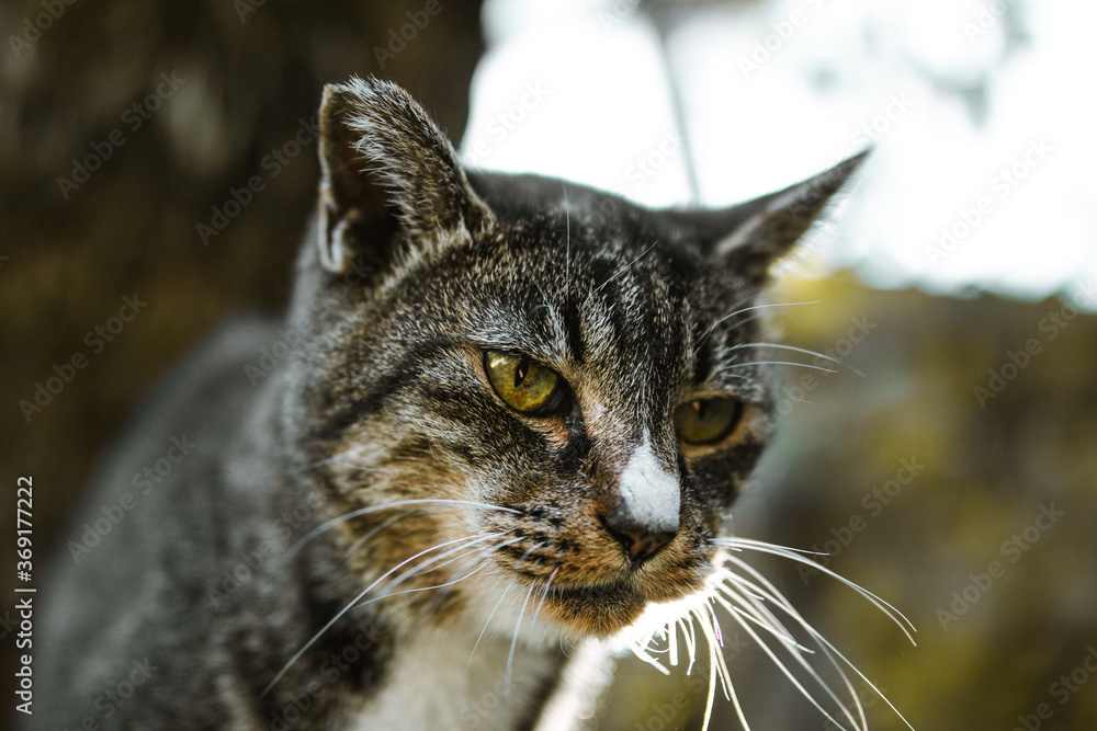 a wild tabby cat that i photographed in park in japan. the cat's eyes are yellow and beautiful. the cat has stripes like tiger and white markings.the cat is on a tall wall and looks very beautiful. a wild tabby cat that i photographed in park in japan. the cat's eyes are yellow and beautiful. the cat has stripes like tiger and white markings.the cat is on a tall wall and looks very beautiful.