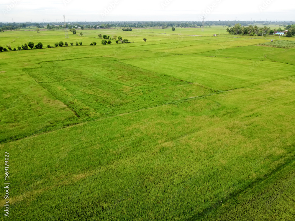 Fototapeta premium Aerial photograph, Green rice fields in rural areas, Thailand