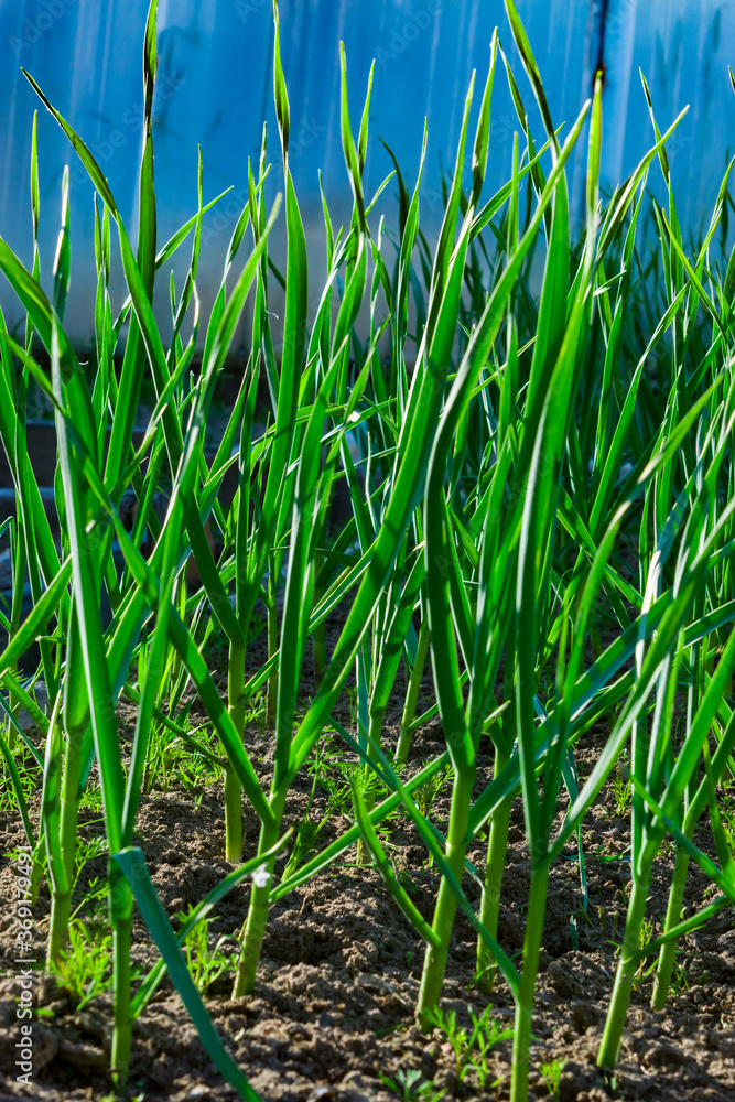 Obraz premium Green garlic stalks grow on an earthen bed in summer