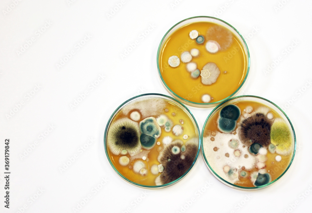 Obraz premium Malt Extract Agar in Petri dish using for growth media to isolate and cultivate yeasts, molds and fungal testing from clinical samples, investigation of environmental contamination source in air room.
