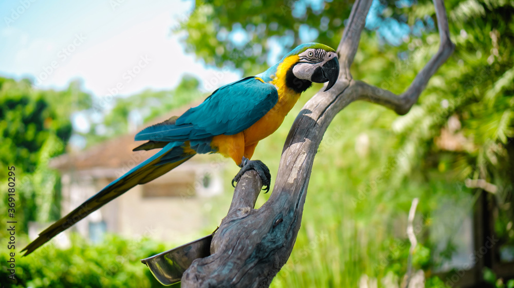 Parrot ara with yellow and blue feathers sits on a wooden branch Parrot ara with yellow and blue feathers sits on a wooden branch