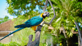 Parrot ara with yellow and blue feathers sits on a wooden branch