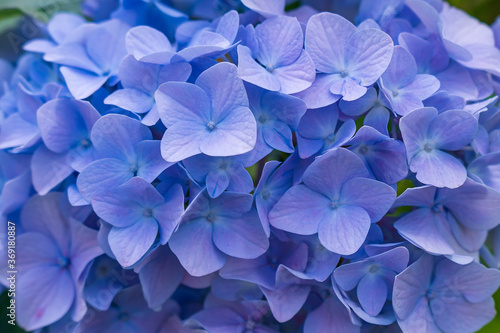Bild auf Leinwand Blue hydrangea, hortensia as a blue background