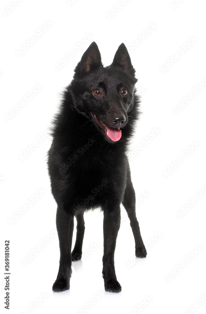 young Schipperke dog young Schipperke dog