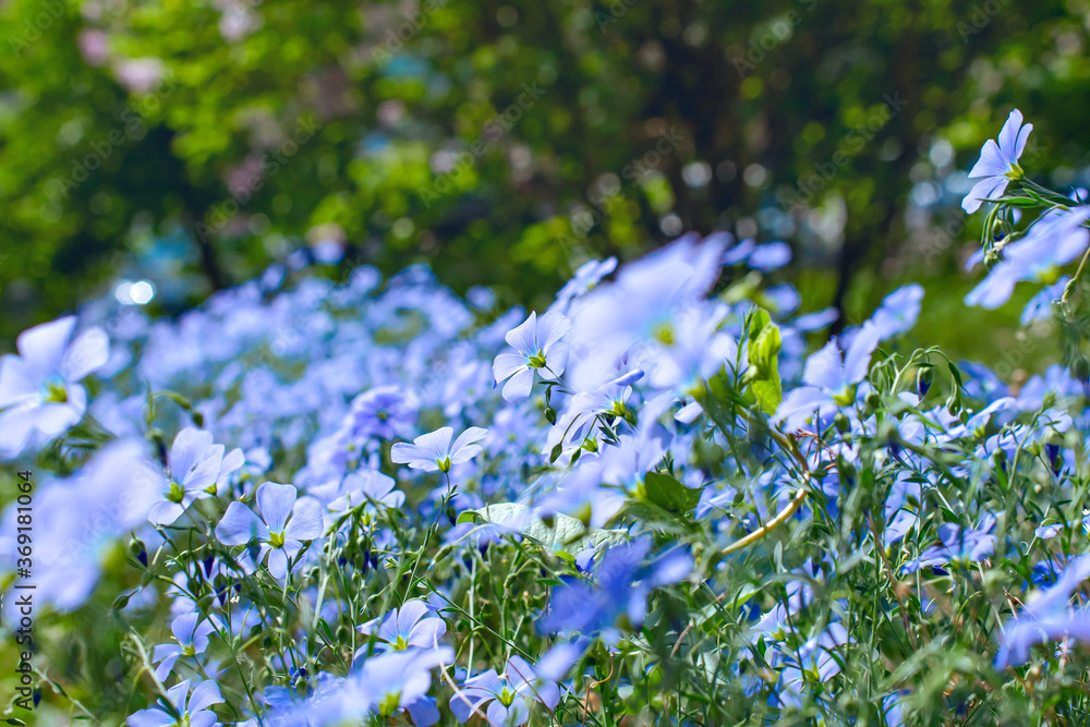 a bed of blue flax flowers with a blurred background. a bed of blue flax flowers with a blurred background.