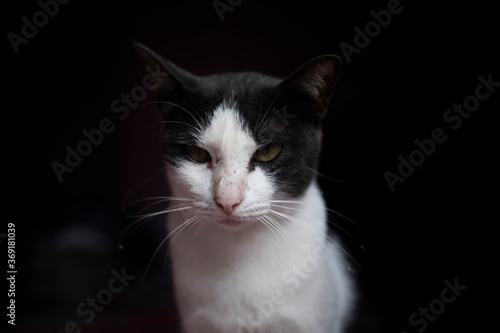 A cat looking at the camera with a black background © CStock
