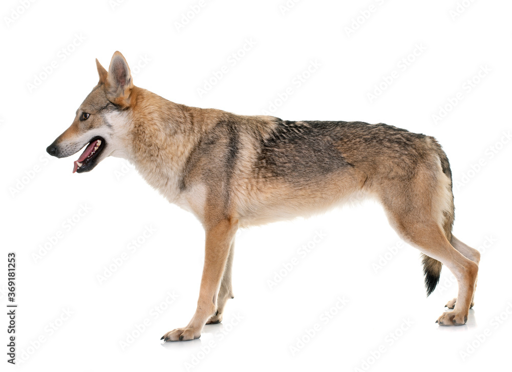 Fototapeta premium czechoslovakian wolf dog