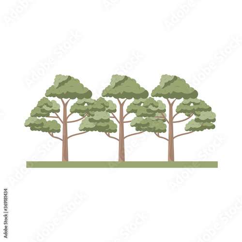 trees plants nature forest scene
