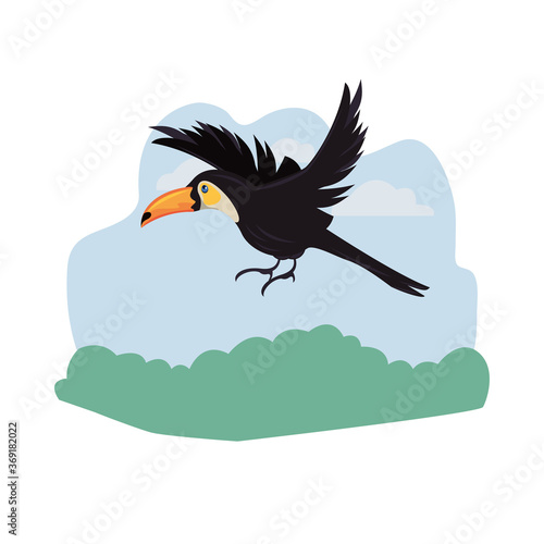 wild toucan bird animal flying