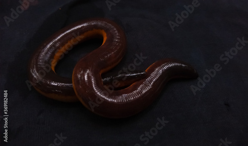 yellow striped caecilian (Ichthyophis beddomei) on a black background