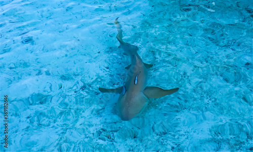 Bilde på lerret Shark at the bottom of the ocean