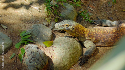 Lizard from komodo island in habitual habitat in sand