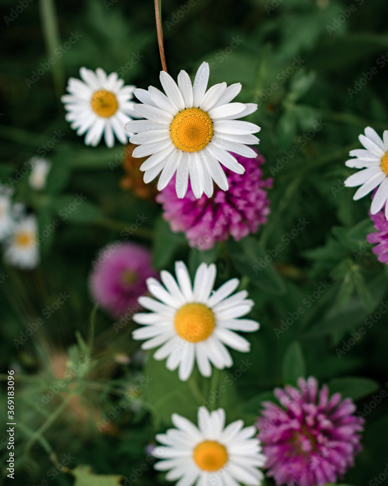 Fototapeta premium Chamomile and clover flowers among the grass in a summer field