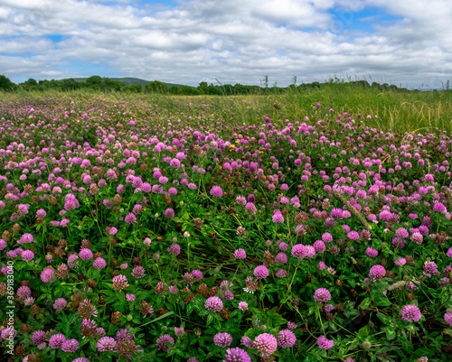 Field with many flowers of pink clover among grass under cloudy sky © Tishina