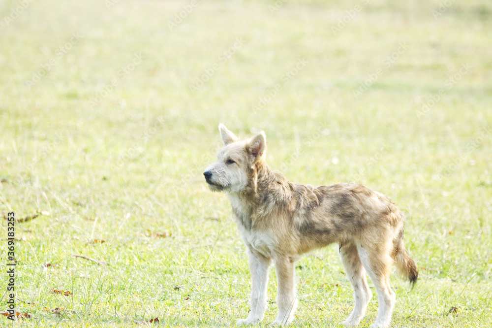 Fototapeta premium dog on the grass