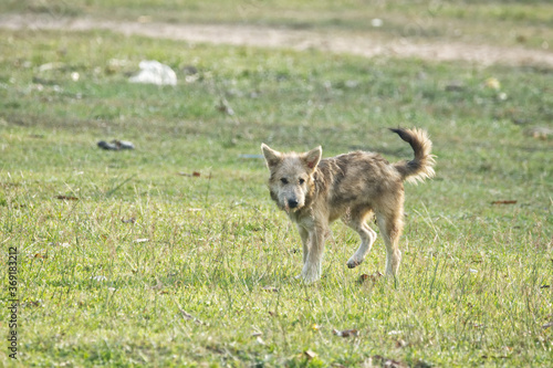 dog on the grass