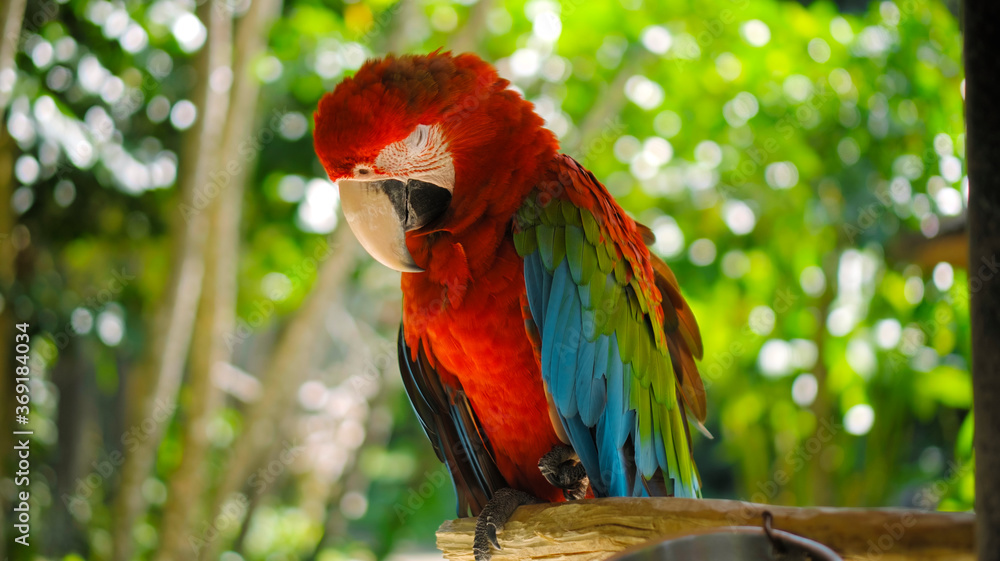 Obraz premium Parrot ara with red and green feathers sits on a wooden branch