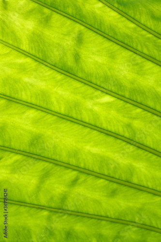 Okinawa,Japan-July 21, 2020: Veins of tropical plant: Elephant Ears or Colocasia or Alocasia 