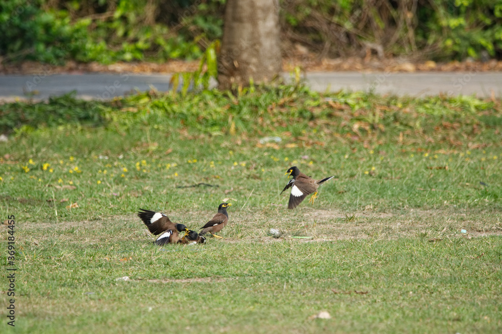 Obraz premium Acridotheres tristis battle on grass