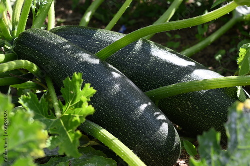 Billede på lærred grosses courgettes du jardin potager