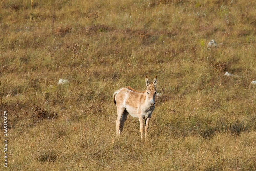 Naklejka premium Kulan (Equus hemionus) in its natural habitat. Tarkhankutsky nature reserve, Crimea. The Kulan, jigetai (Latin: Equus hemionus) or wild ass, is a species of Equidae (horse family) native to Asia.