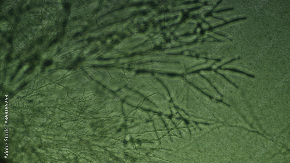 Timelapse of mould growing slowly into a neural network resembling mess