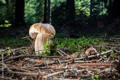 Beautiful edible cep mushroom in summer forest