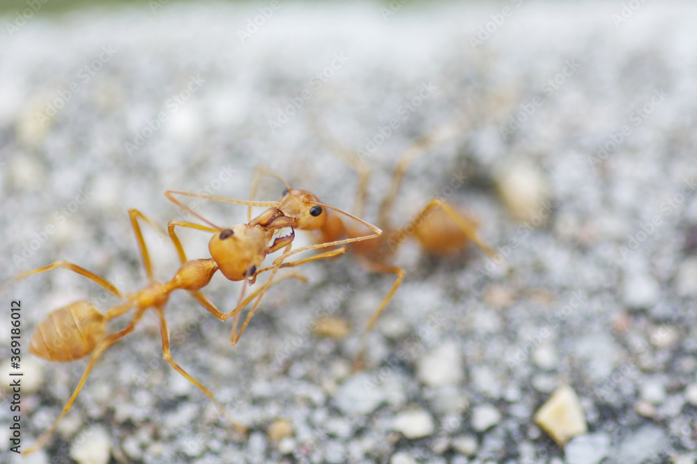 red ants fighting on the ground