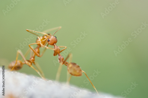 red ants fighting on the ground © pangcom