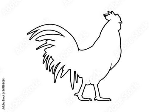 Vector Illustration. Black Silhouette of a rooster design. isolated male chicken on a white background