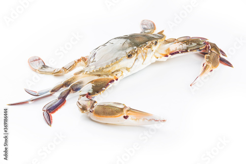 a live red star swimming crab on a white background