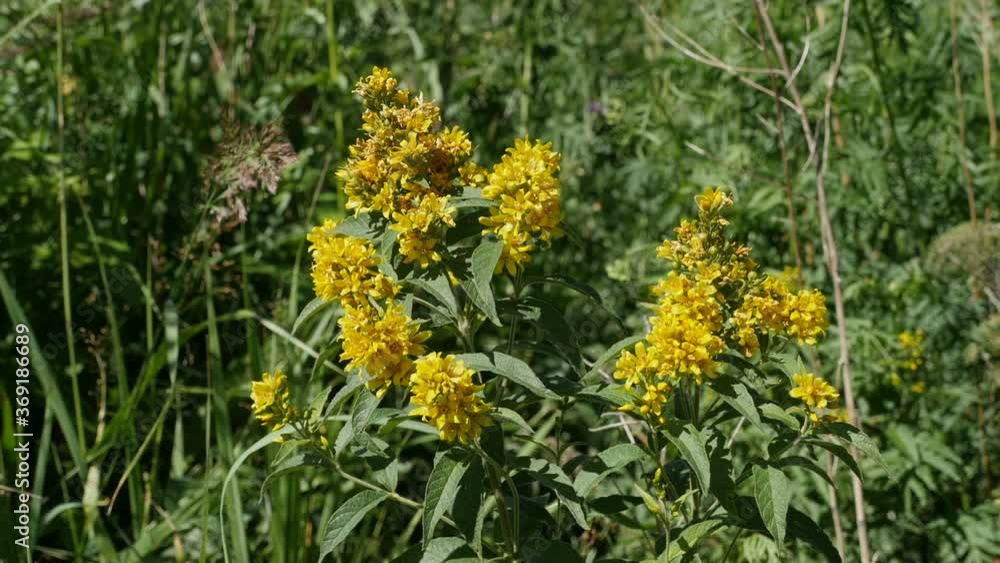 yellow flowers hypericum in nature zoom out yellow flowers hypericum in nature zoom out