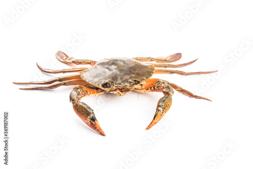 A live crab on top of a white background