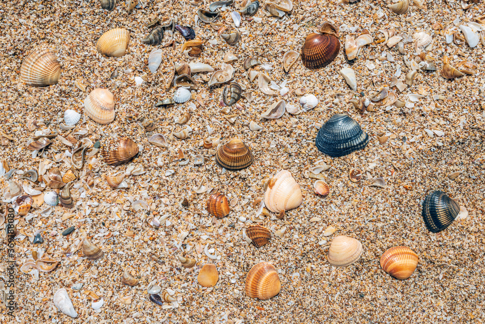 Small seashells on ocean coast background Small seashells on ocean coast background
