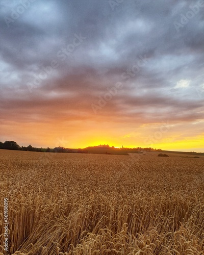 wheat field at sunset