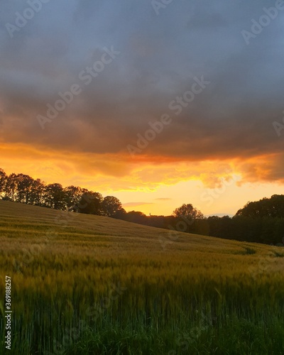 sunset over the field © Marius