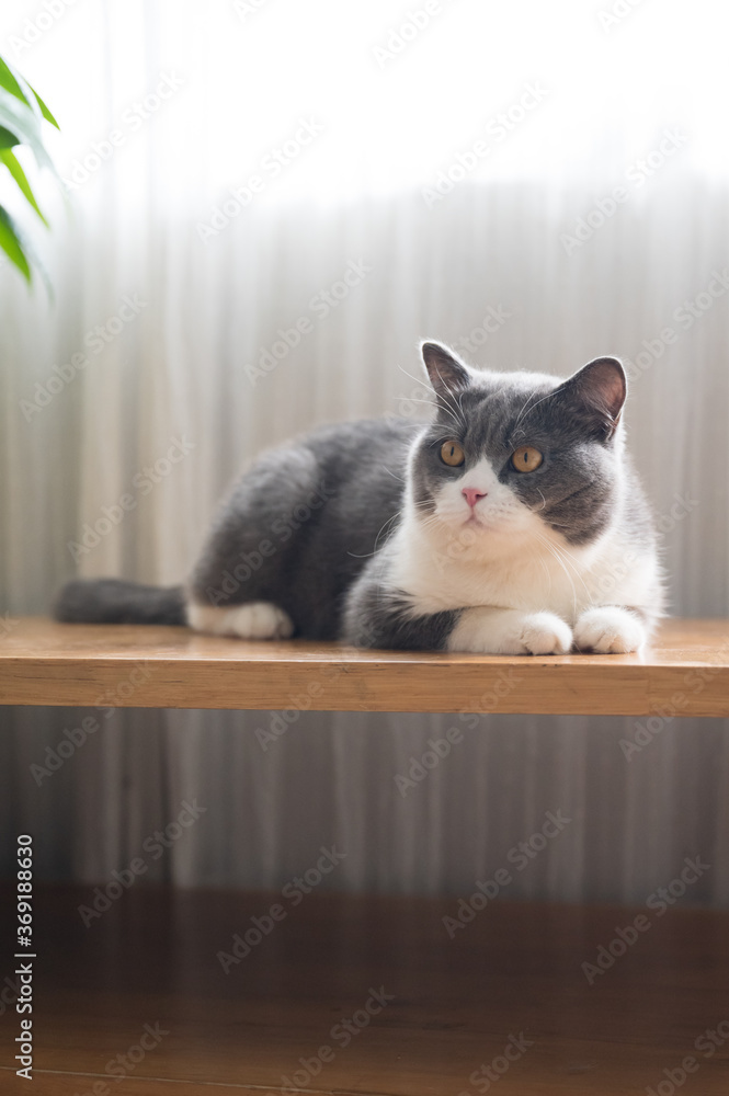 British Shorthair lying on the table British Shorthair lying on the table