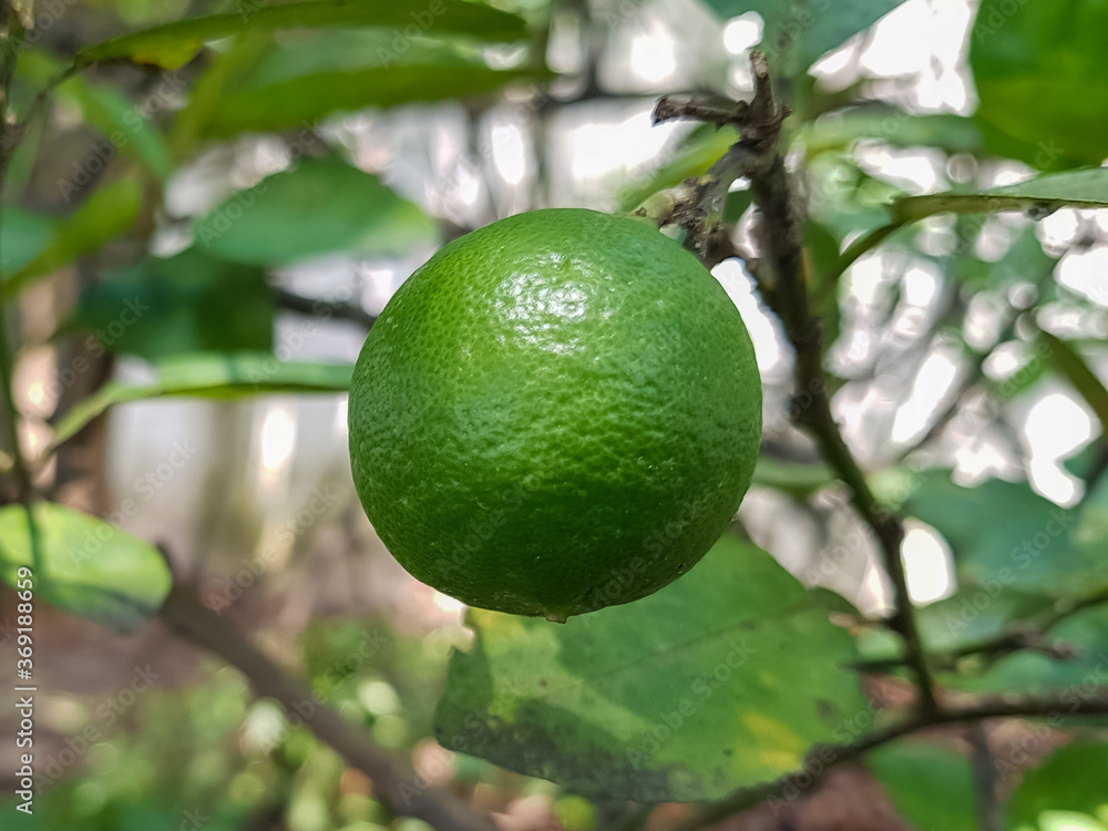 Lemons on the tree in the backyard