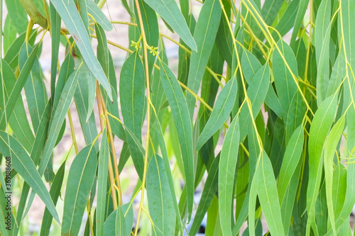 Fototapeta Naklejka Na Ścianę i Meble -  Fresh green leaves of eucalyptus tree on branch close-up.