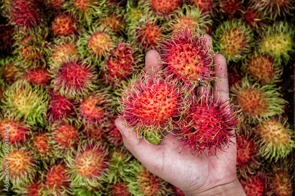 Rambutan fruit from the tree get ready for the market. Rambutan fruit from the tree get ready for the market.