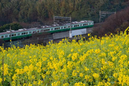 黄色い菜の花畑と緑色の電車