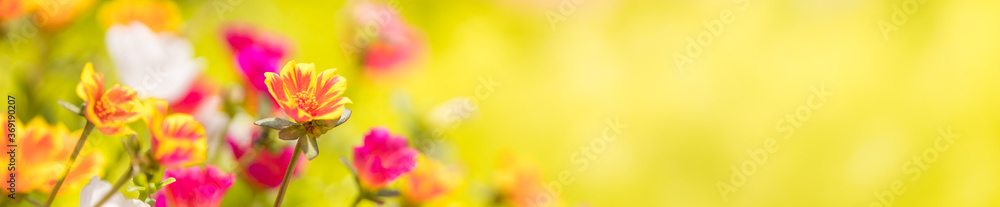 Closeup nature view colorful orange and yellow flower on blurred greenery background under sunlight with bokeh and copy space using as background natural plants, ecology cover page concept.