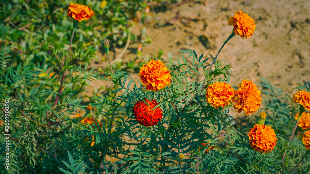 Marigold flower growing in field