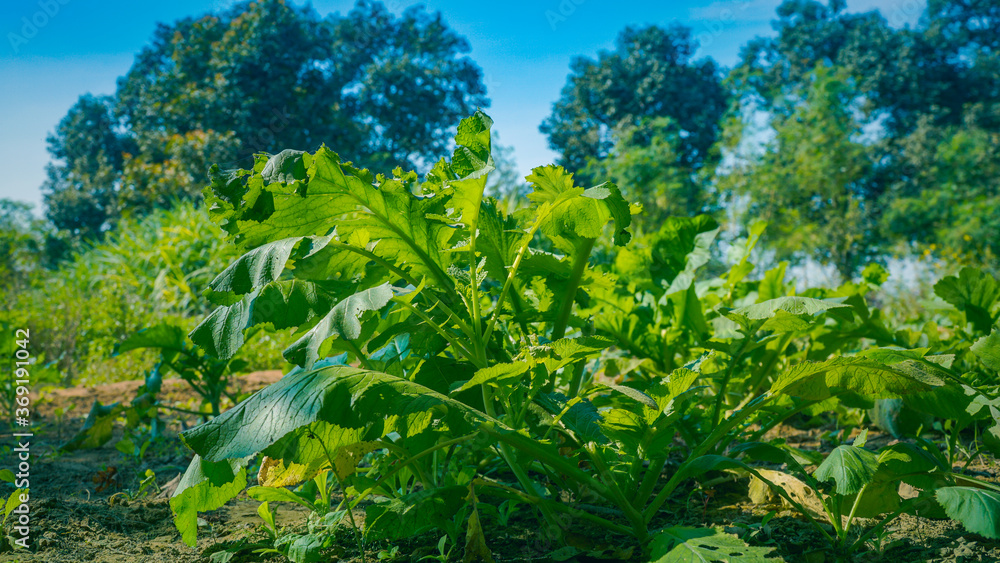 Lattuce plant growing in the nursery Lattuce plant growing in the nursery