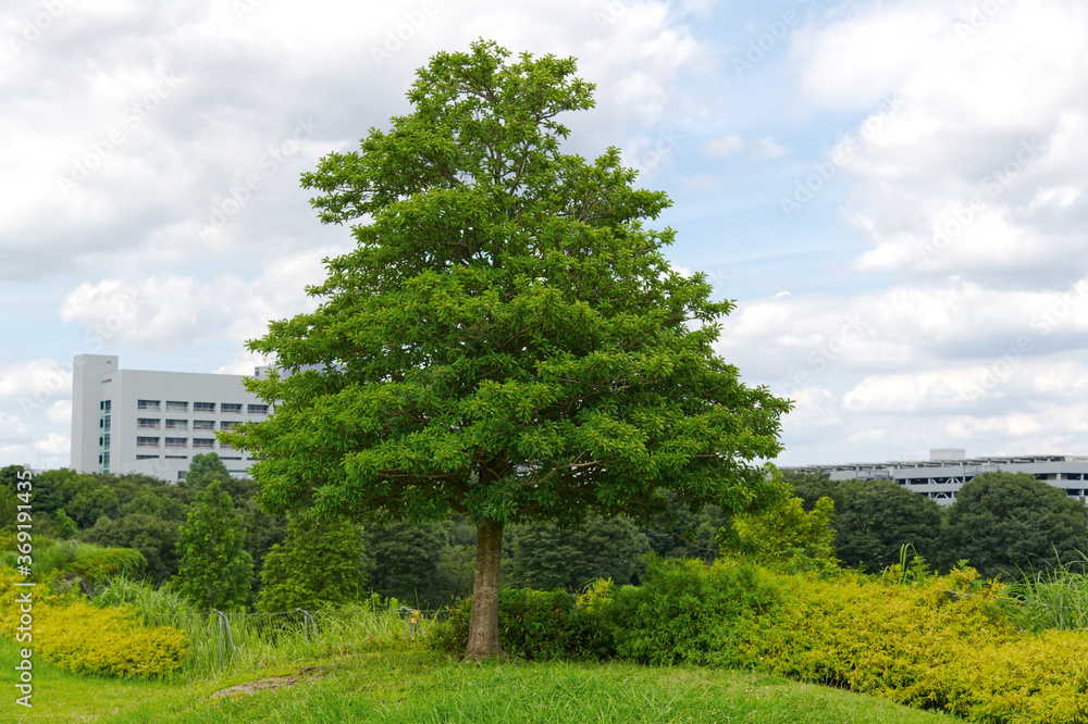 Green recreation city sky park in Tokyo Japan with beautiful triangle-shaped tree, city and blue sky background. Concept of recreation, relaxation, environmental, climate change. 