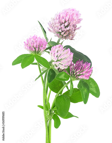 Bouquet of clover flowers isolated on a white background. Red meadow clover with leaves.